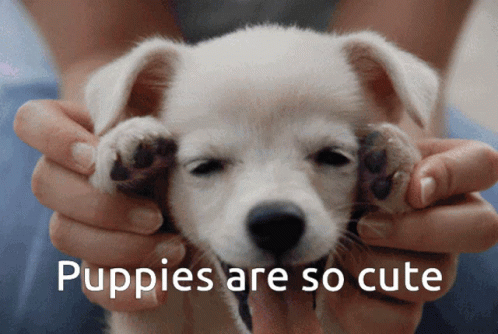 Puppies Cute Puppy GIF - Puppies Cute Puppy Puppies Are So Cute GIFs