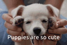 Puppies Cute Puppy GIF - Puppies Cute Puppy Puppies Are So Cute GIFs