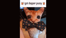 Dapper Cat GIF - Dapper Cat I Got Dapper Pussy GIFs