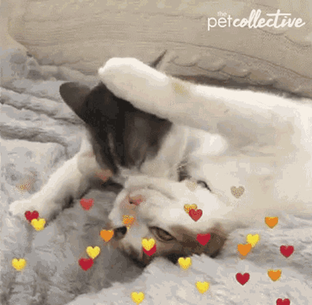 Cat Cute GIF - Cat Cute Matching Pfp - Discover & Share GIFs