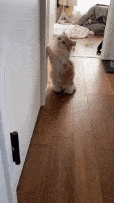 Fluffy Red GIF - Fluffy Red Cat GIFs