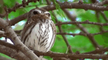 a bird is perched on a tree branch looking at the camera