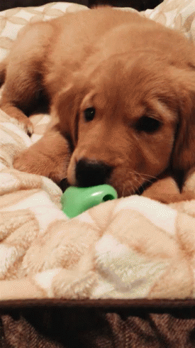 Puppy Cute GIF - Puppy Cute Golden Retriever - Discover & Share GIFs