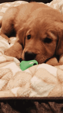 Puppy Cute GIF - Puppy Cute Golden Retriever GIFs
