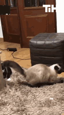 Chasing Tail This Is Happening GIF - Chasing Tail This Is Happening Chase GIFs