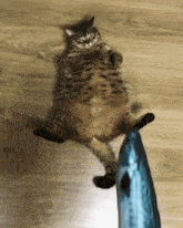 Fat Cat Fish Drop GIF - Fat Cat Fish Drop Dropping Fish On Cat GIFs