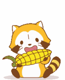 raccoon corn