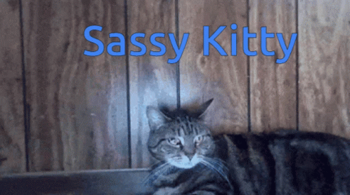 sassy cat gif