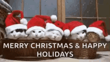 Christmas Cat Christmas Cats GIF - Christmas Cat Christmas Cats Greetings GIFs