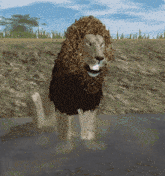 a lion standing in a puddle of water with its mouth open