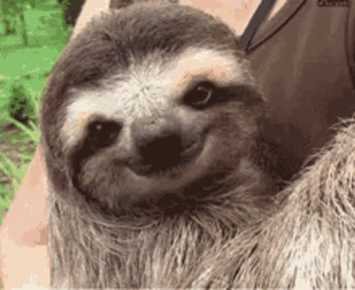 smiling sloth gif