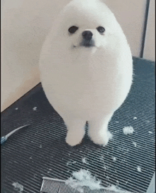 a small white dog is standing on a black mat next to a comb and scissors .