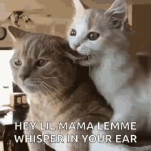 Cats Ear Bite GIF - Cats Ear Bite GIFs