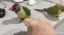 Animated Parrot GIFs | Tenor