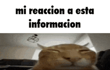 a cat with its eyes closed and the words " mi reaccion a esta informacion " below it