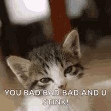 Kitten Stinkeye GIF - Kitten Stinkeye Stink GIFs