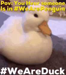 We Are Duck We Are Penguin GIF
