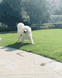 Dog Doge GIF - Dog Doge Puppy GIFs