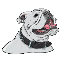 a cartoon drawing of a bulldog wearing a black collar with spikes