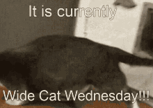 Widecat Wednesday GIF - Widecat Wide Cat GIFs