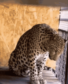 Leopard Big Cats GIF - Leopard Big Cats Yawn GIFs