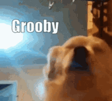 Grooby Grooby Dog GIF