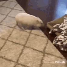 a small pig is walking on a rug in a living room next to a box of cookies .