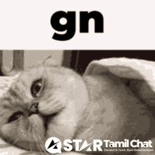 a picture of a cat with the word gn on top