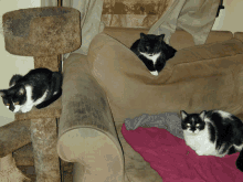 Do You Think The Landlord Will Think We Are All Just One Black And White Cat GIF - Do You Think The Landlord Will Think We Are All Just One Black And White Cat GIFs
