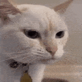 a close up of a white cat 's face with a collar on .