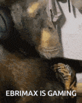 a picture of a monkey with the words " ebrimax is gaming " on the bottom