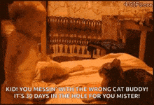 Namennnayo Dont Mess With Me GIF - Namennnayo Dont Mess With Me Cat GIFs