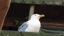 seagull failarmy tilt head back lower head angry