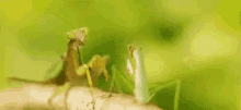 Peasant Mantis GIF - Peasant Mantis Kick Off GIFs