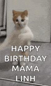 a cat is standing on its hind legs in front of a mirror .