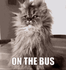 On The Bus Tired GIF - On The Bus Tired Cat GIFs