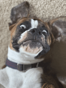 a brown and white dog with a blue collar looks up