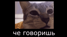 a close up of a cat 's face with russian writing on the bottom .