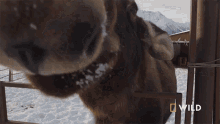Smell National Geographic GIF - Smell National Geographic An Injured Moose Gets An Exam GIFs