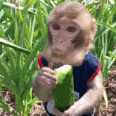 макака обезьяна GIF - макака обезьяна пон GIFs