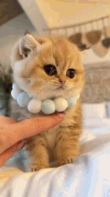 a person is petting a small kitten wearing a collar .