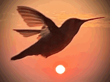 Bird In Flight GIF - Bird In Flight GIFs