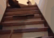 stairs kitten