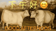 Good Afternoon Funny Animals GIF - Good Afternoon Funny Animals Cows GIFs