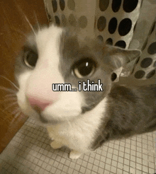 a gray and white cat with the words umm i think written on its face