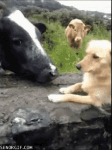 dog cow love kisses kissing