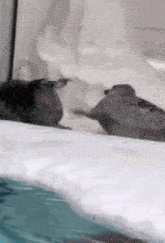 a couple of seals are laying on top of a white blanket in the water .