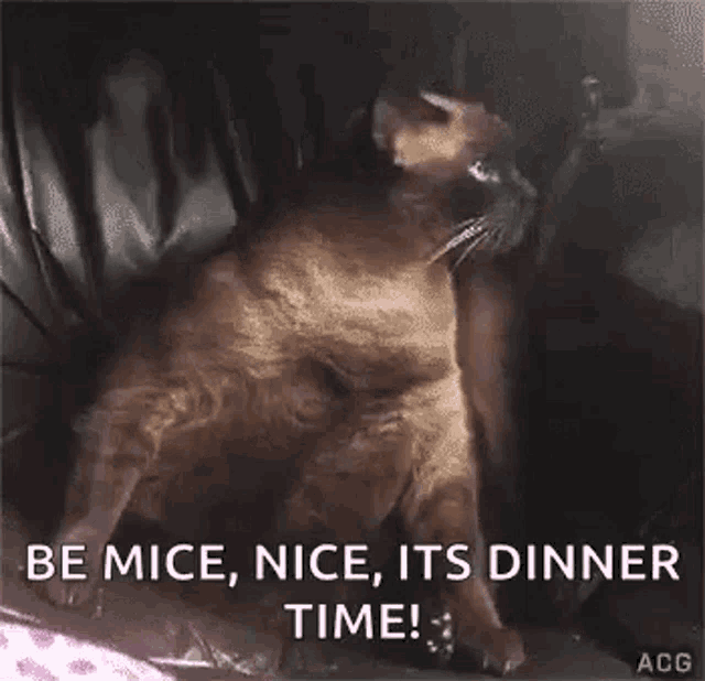 Busu05 Funny Animals GIF - Busu05 Funny Animals Be M Ice - Discover & Share GIFs Busu05 Funny Animals GIF - Busu05 Funny Animals Be M Ice - Discover & Share GIFs