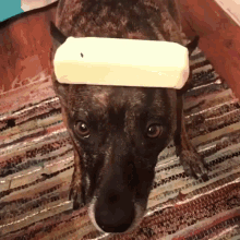 Butter Dog GIF - Butter Dog GIFs