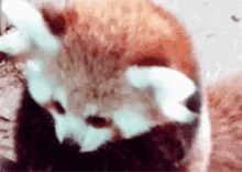 Red Panda Redp GIF - Red Panda Redp GIFs